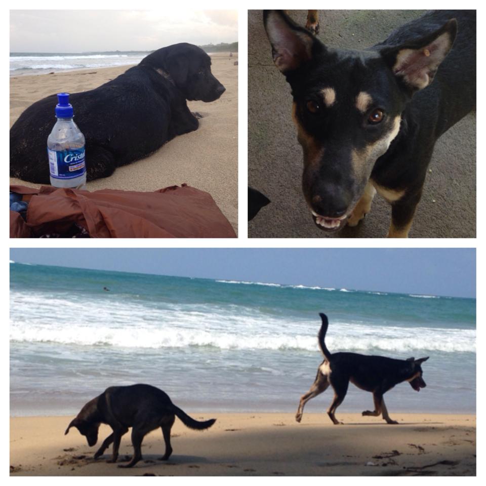 Beach Dogs Puerto Viejo